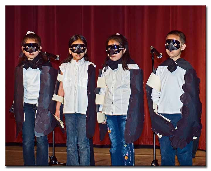 Black Phoebes - John Yehall Chin Elementary School