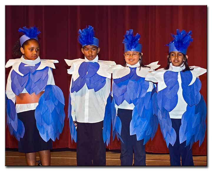 Belted Kingfishers - Jose Ortega Elementary School 